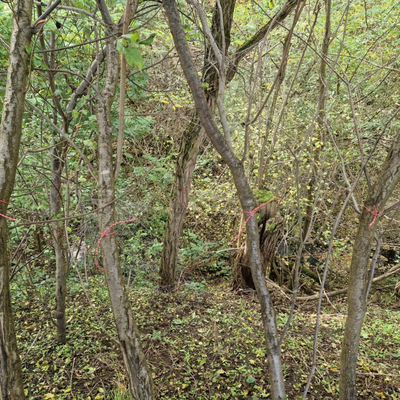 All masured trees are marked