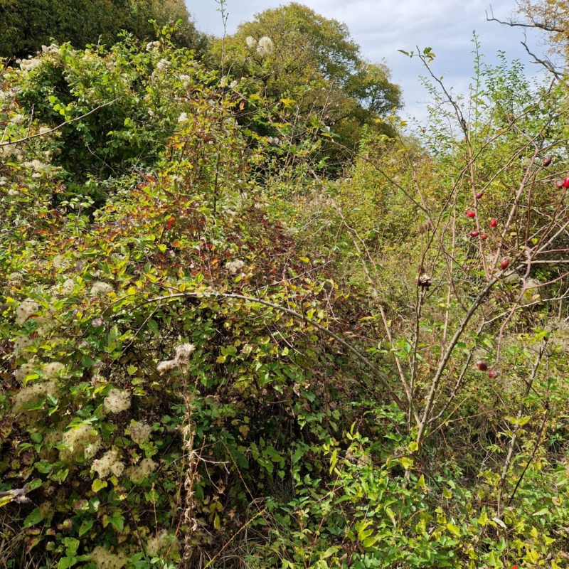 Bushe and tree vegetation in Plot 2