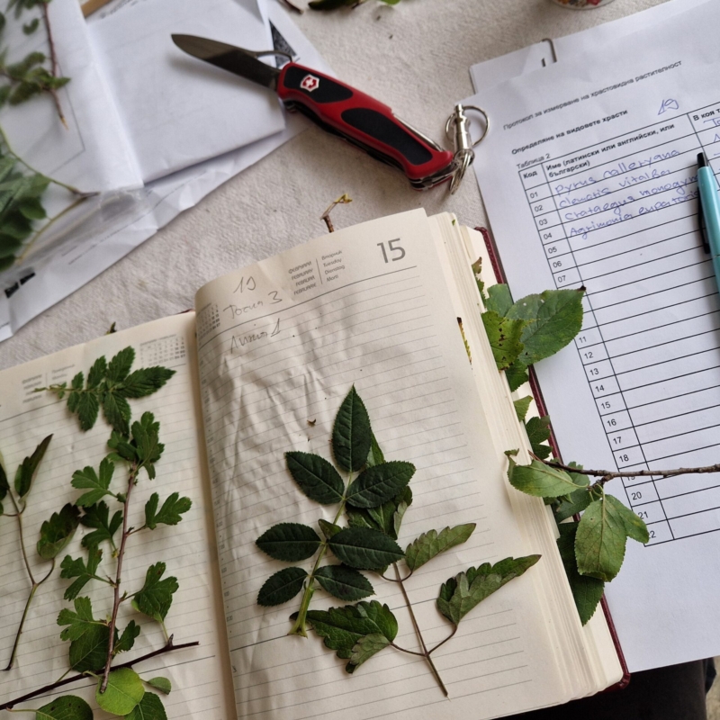 Description of vegetation species