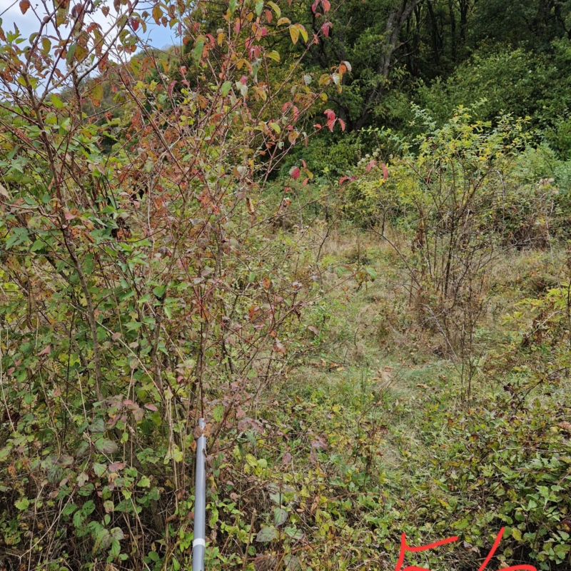 Measurement of bushes in Plot 2