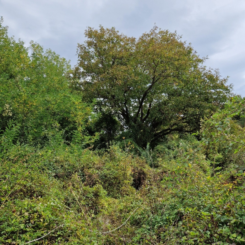 North-East view of Plot 2