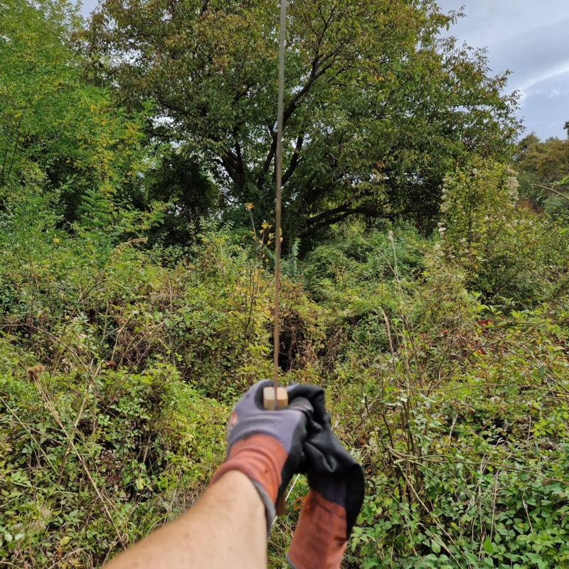 Old wallnut in Plot 2