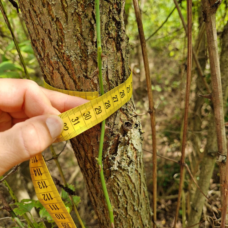 Trees width measurement