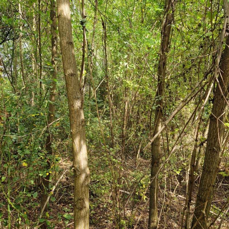 Young forest in Plot 2