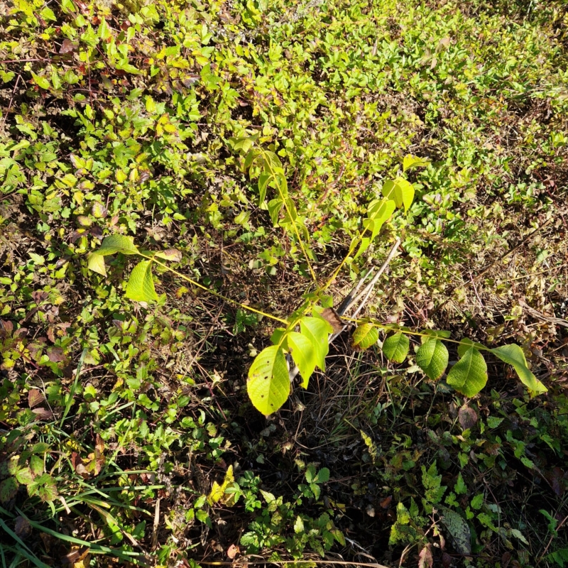 Young wallnut - planted