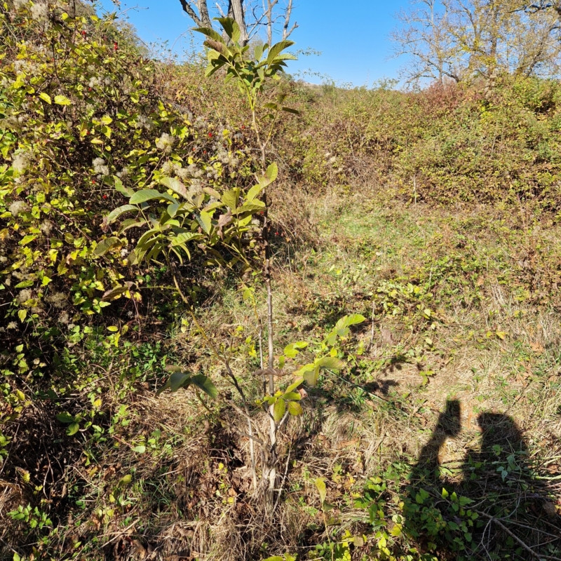 Young wallnut - planted