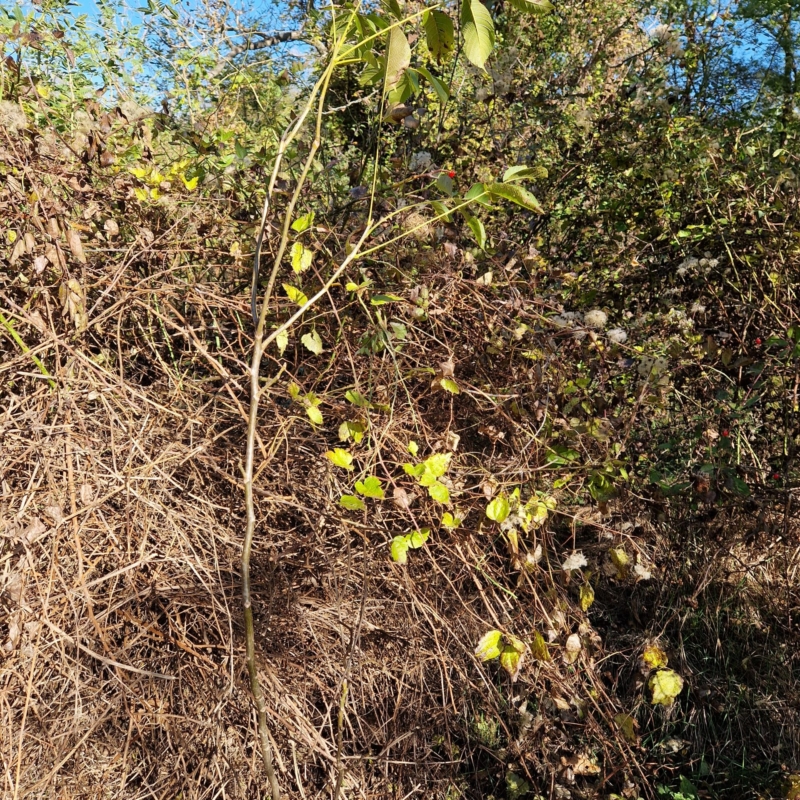 Young wallnut - planted