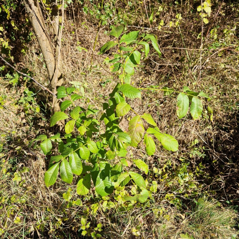 Young wallnut - planted